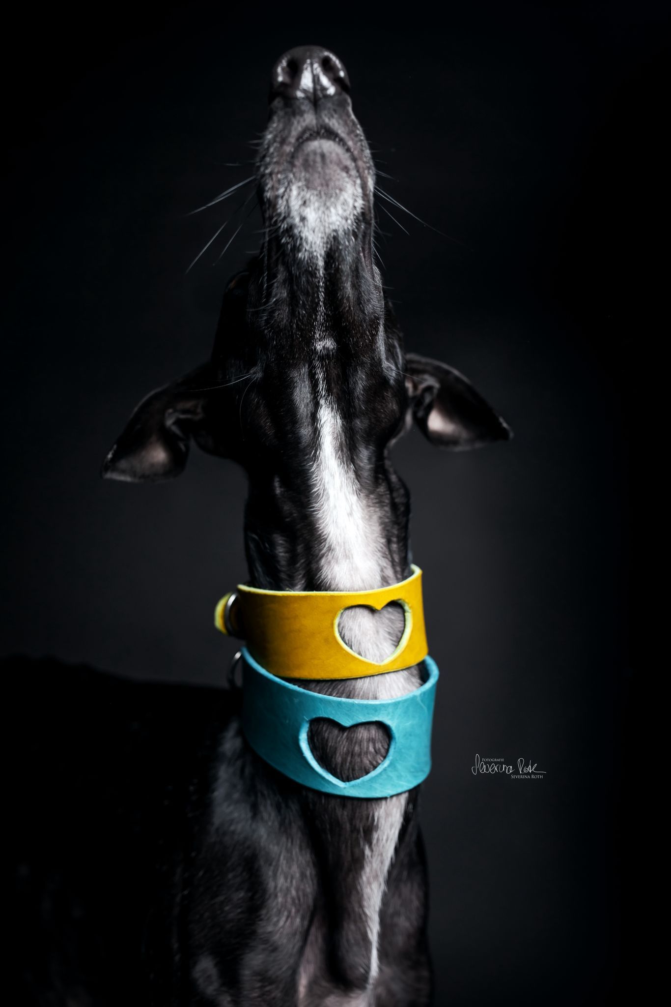 Windhund mit handgefertigtem Day & Night Dogwear Halsband, Galerie 3