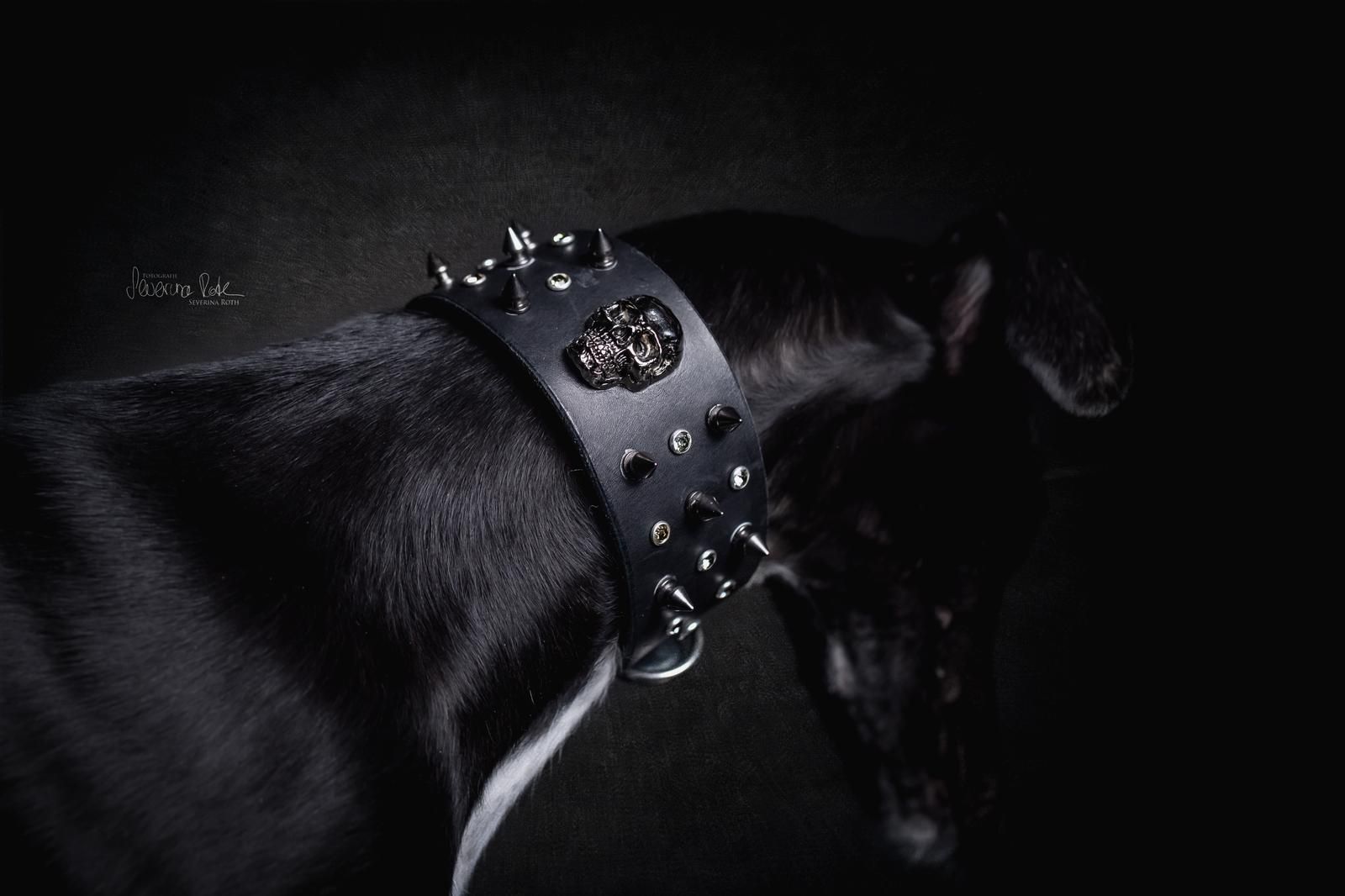 Windhund mit handgefertigtem Day & Night Dogwear Halsband, Galerie 2