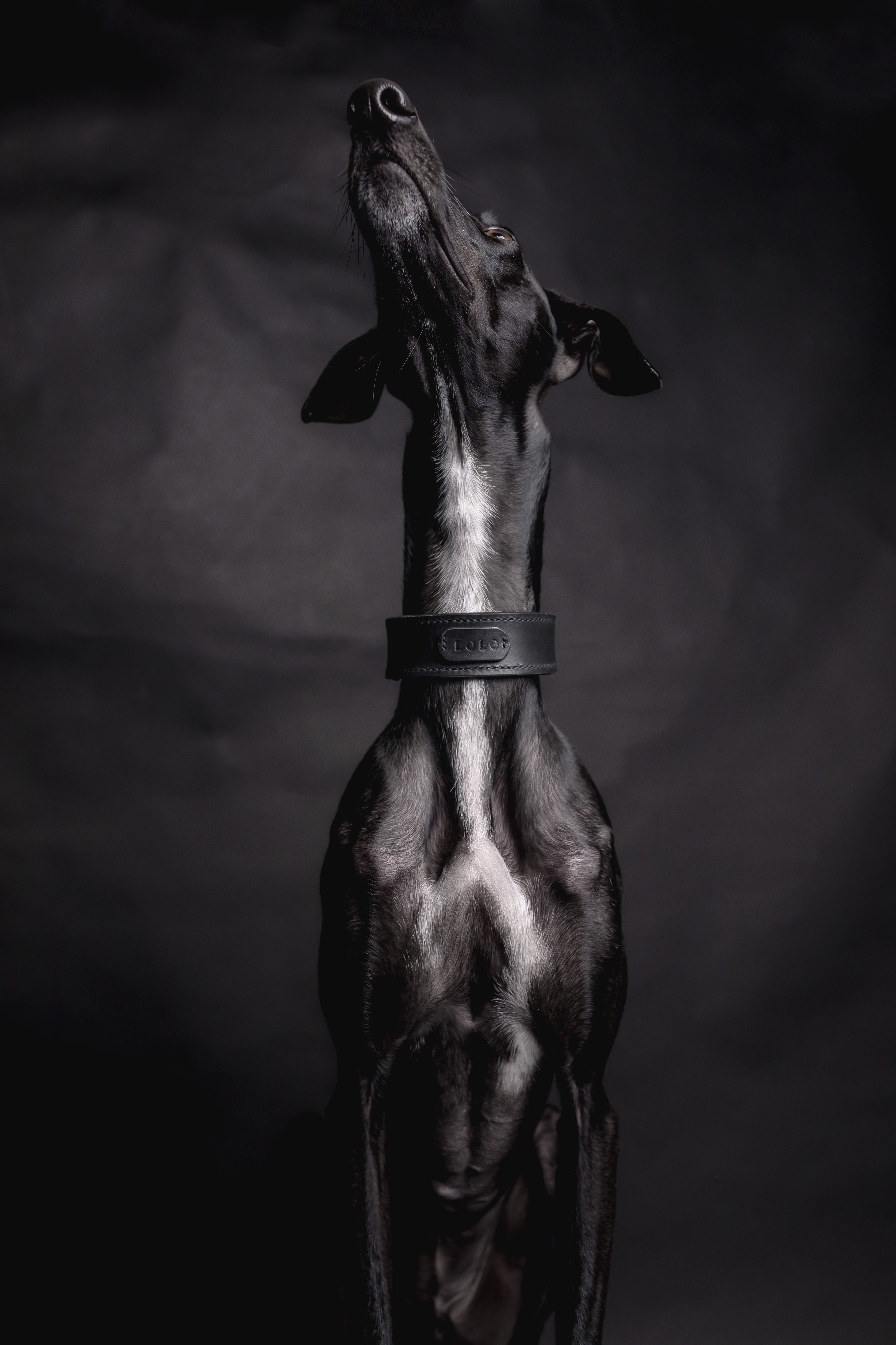 Schwarzer Windhund mit handgefertigtem Day & Night Dogwear Halsband