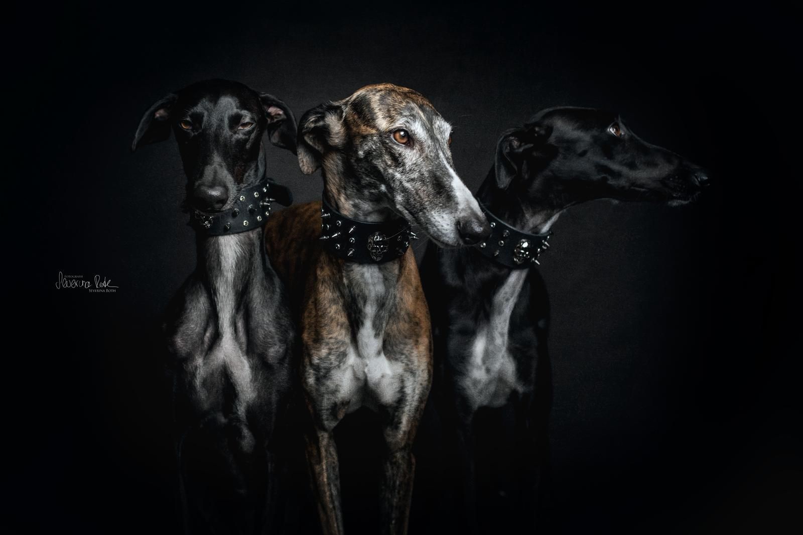 Windhund mit handgefertigtem Day & Night Dogwear Halsband, Galerie 1