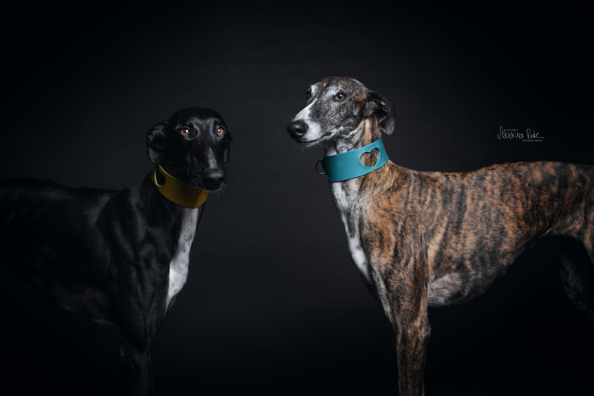 Windhund mit handgefertigtem Day & Night Dogwear Halsband, Galerie 4